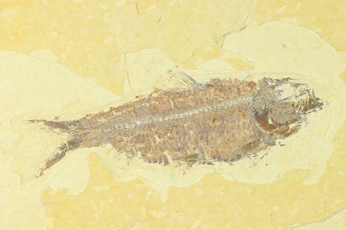 Fossil Fish (Knightia) - Wyoming #150343